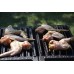 Гриль-решетка Сибирячка, РГ-6